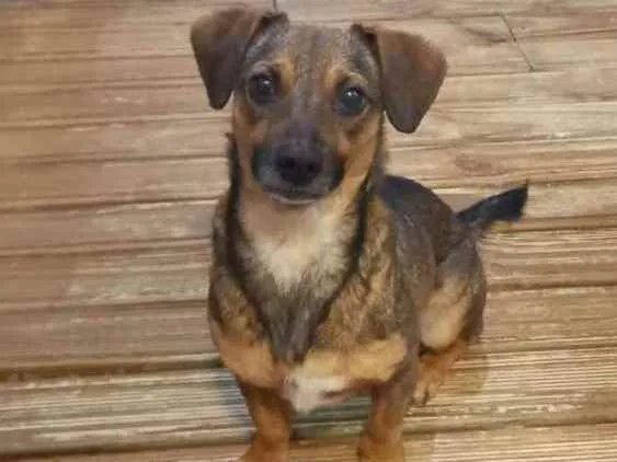 Cachorro ra a Vira-lata idade 3 anos nome Duke