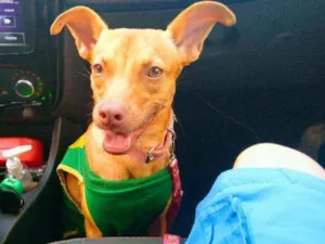 Cachorro raça Vira lata  idade 1 ano nome Mel