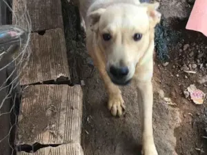 Cachorro raça SRD idade 7 a 11 meses nome Sushi