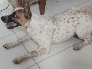 Cachorro raça SRD idade 7 a 11 meses nome Luna