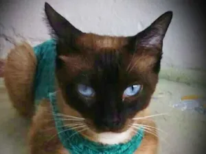 Gato raça srd idade 2 anos nome Lucille
