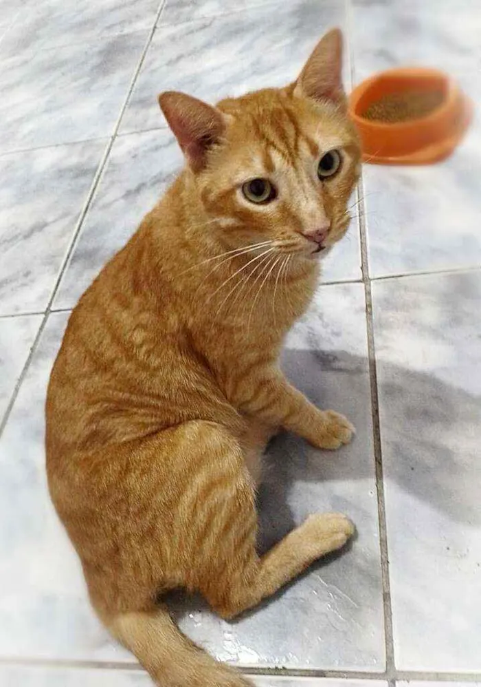 Gato raça srd idade 4 anos nome Matheus