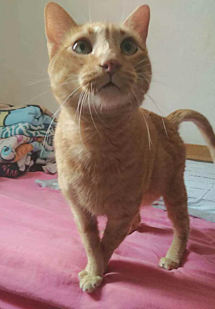 Gato ra a srd idade 4 anos nome Matheus