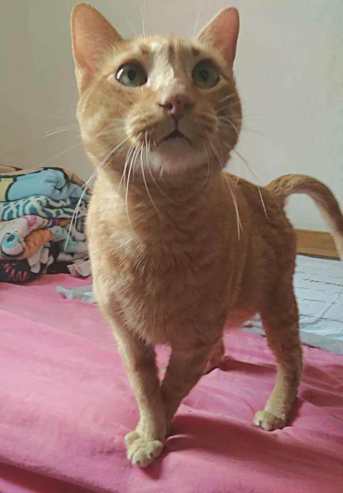 Gato ra a srd idade 4 anos nome Matheus