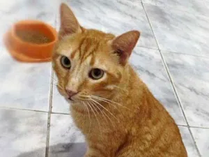 Gato raça srd idade 4 anos nome Matheus
