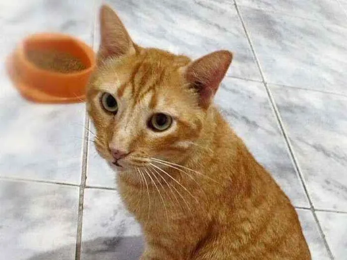 Gato raça srd idade 4 anos nome Matheus