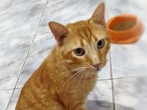 Gato raça srd idade 4 anos nome Matheus