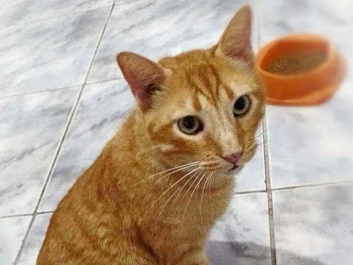 Gato ra a srd idade 4 anos nome Matheus