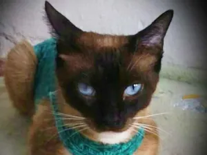 Gato raça srd idade 2 anos nome Lucille
