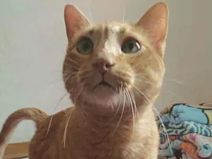 Gato raça srd idade 4 anos nome Matheus