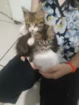 Bart