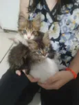 Bart