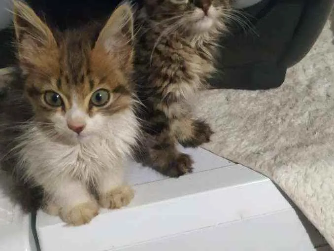 Gato ra a S.R.D. idade Abaixo de 2 meses nome Bart