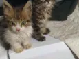 Bart