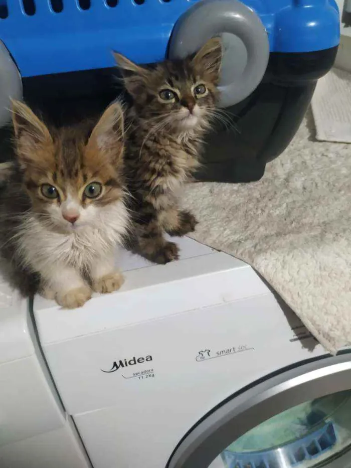 Gato ra a S.R.D. idade Abaixo de 2 meses nome Meg