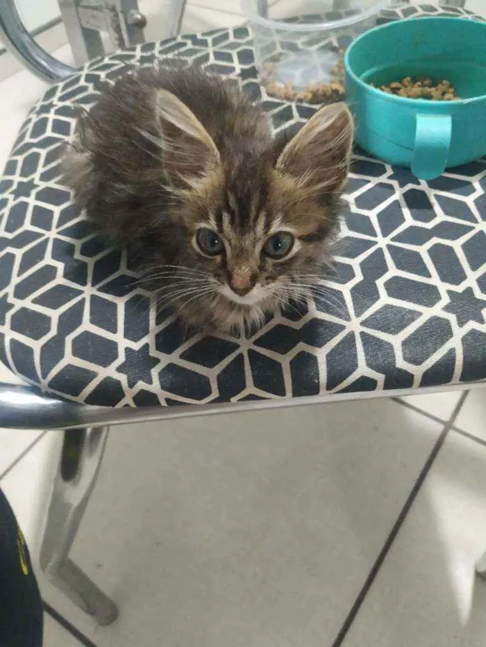 Gato ra a S.R.D. idade Abaixo de 2 meses nome Meg