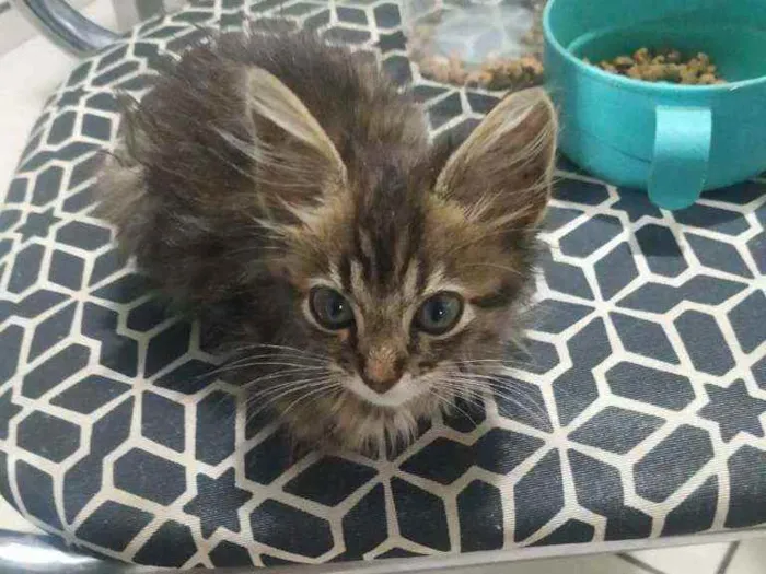 Gato ra a S.R.D. idade Abaixo de 2 meses nome Meg