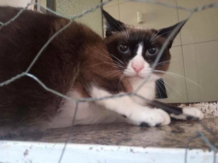 Gato ra a SRD idade 1 ano nome Pandinha