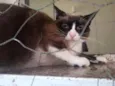 Pandinha