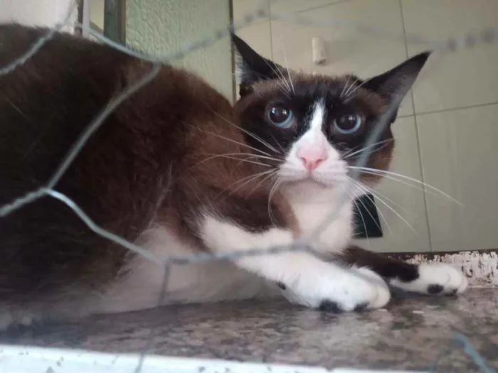 Gato ra a SRD idade 1 ano nome Pandinha