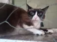 Pandinha