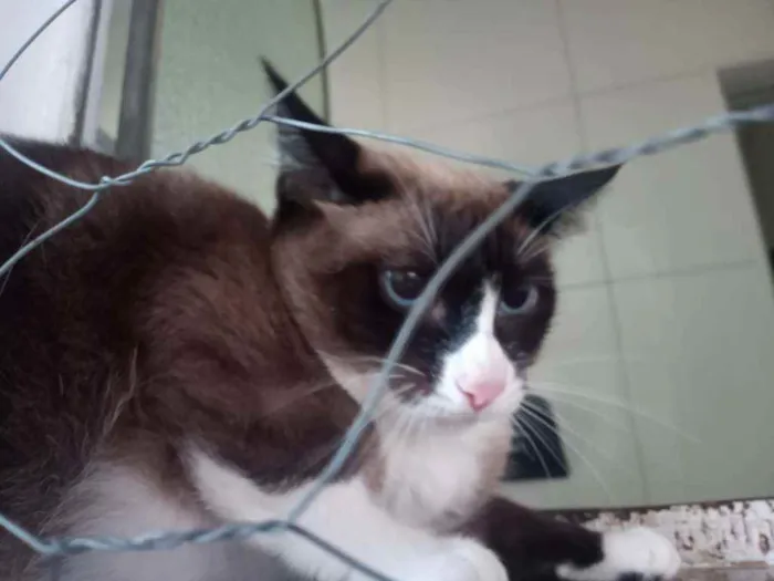 Gato ra a SRD idade 1 ano nome Pandinha
