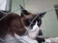 Pandinha