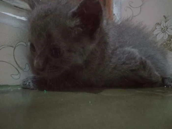 Gato ra a SRD idade Abaixo de 2 meses nome Chumbinho