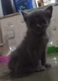 Chumbinho