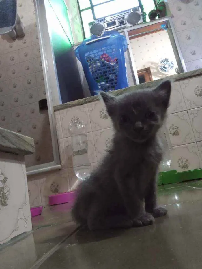 Gato ra a SRD idade Abaixo de 2 meses nome Chumbinho