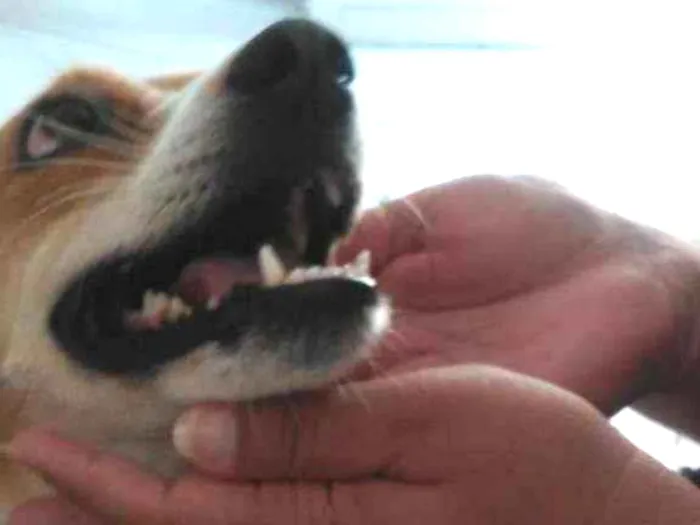 Cachorro ra a Fox paulistino idade 2 anos nome Kira