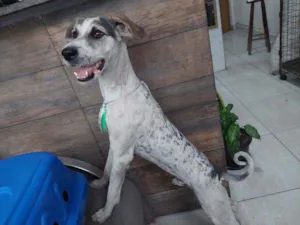 Cachorro raça Srd idade 1 ano nome Petrusco
