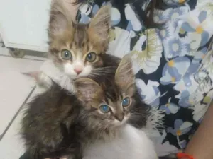 Gato raça S.R.D. idade Abaixo de 2 meses nome Bart
