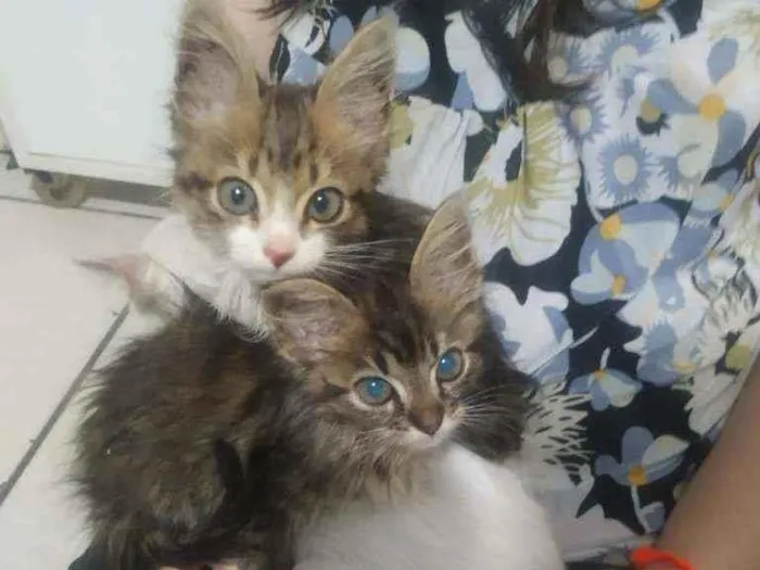 Gato ra a S.R.D. idade Abaixo de 2 meses nome Bart