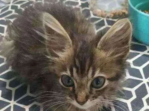 Gato ra a S.R.D. idade Abaixo de 2 meses nome Meg
