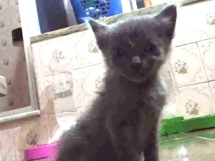 Gato ra a SRD idade Abaixo de 2 meses nome Chumbinho
