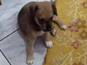 Cachorro raça SRD idade 2 a 6 meses nome Thor