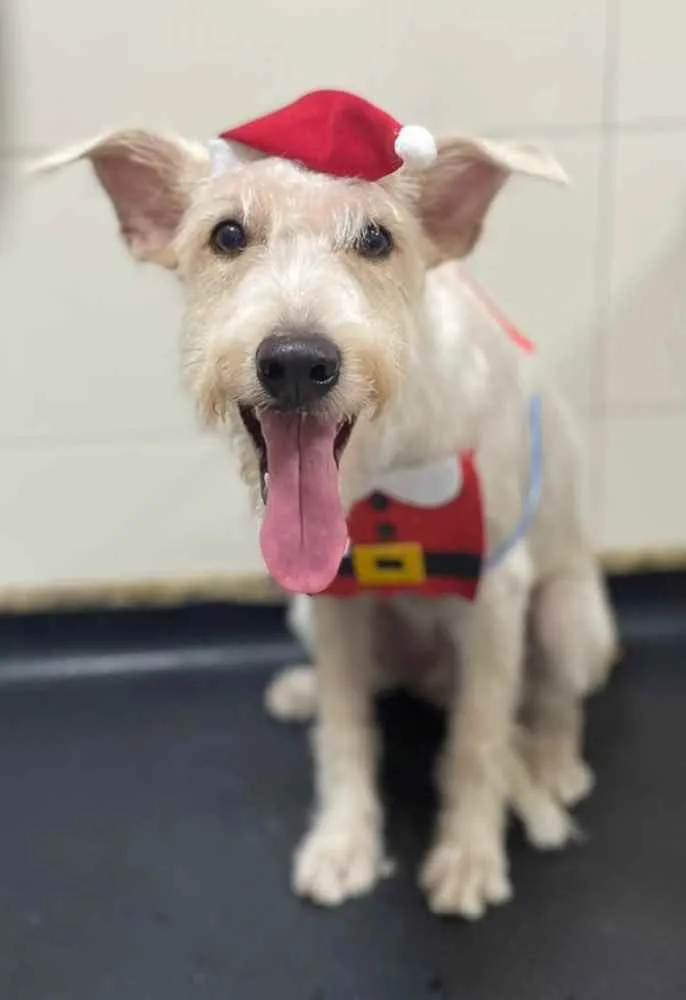 Cachorro ra a Mix  Fox Terrier pelo Duro idade 1 ano nome Denis