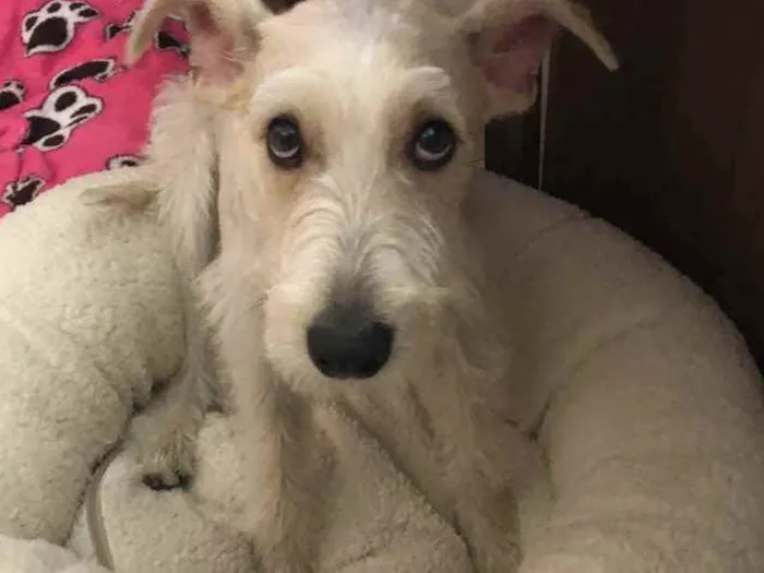 Cachorro ra a Mix  Fox Terrier pelo Duro idade 1 ano nome Denis