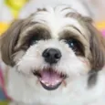 Snoopy