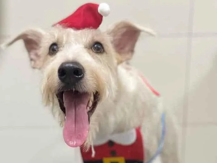 Cachorro ra a Mix  Fox Terrier pelo Duro idade 1 ano nome Denis