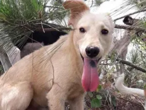 Cachorro raça  idade 7 a 11 meses nome Não sei 