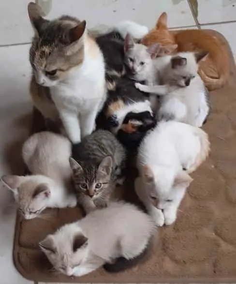 Gato ra a SEM RAÇA DEFINIDA idade 2 a 6 meses nome SEM NOMES DEFINIDOS