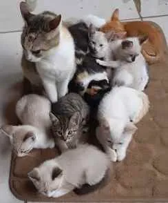 Gato ra a SEM RAÇA DEFINIDA idade 2 a 6 meses nome SEM NOMES DEFINIDOS
