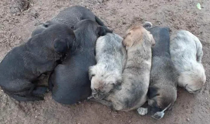 Cachorro ra a SEM RAÇA DEFINIDA idade 2 a 6 meses nome SEM NOMES DEFINIDOS