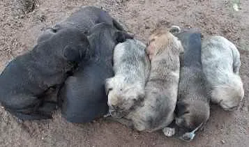Cachorro ra a SEM RAÇA DEFINIDA idade 2 a 6 meses nome SEM NOMES DEFINIDOS