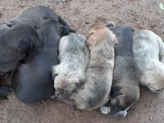 Cachorro ra a SEM RAÇA DEFINIDA idade 2 a 6 meses nome SEM NOMES DEFINIDOS