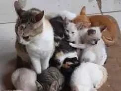 Gato ra a SEM RAÇA DEFINIDA idade 2 a 6 meses nome SEM NOMES DEFINIDOS