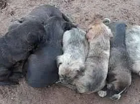 Cachorro ra a SEM RAÇA DEFINIDA idade 2 a 6 meses nome SEM NOMES DEFINIDOS