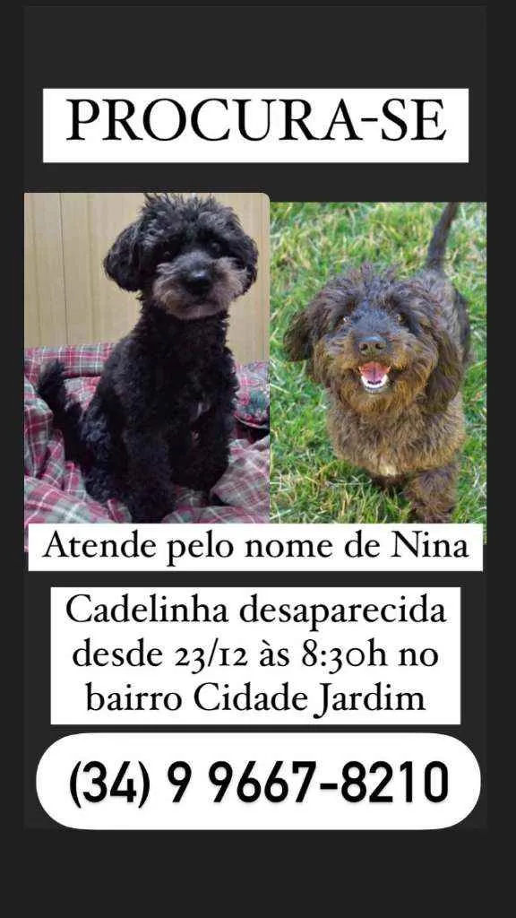 Cachorro ra a  idade  nome Nina